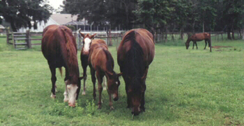 Miss Glenda Jac, Sidney, Zandy, & Take Me For A Spin