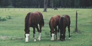 Miss Glenda Jac, Sidney, & Zandy